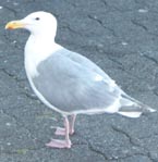 Stalked Seagull