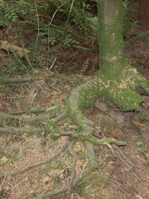 Cathedral Grove Tree