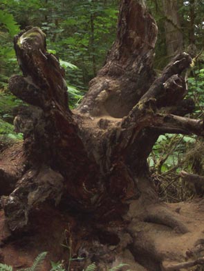Cathedral Grove Tree