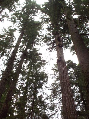 Cathedral Grove Canopy